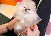 Pomeranian boo ayicik surat yavrularımız